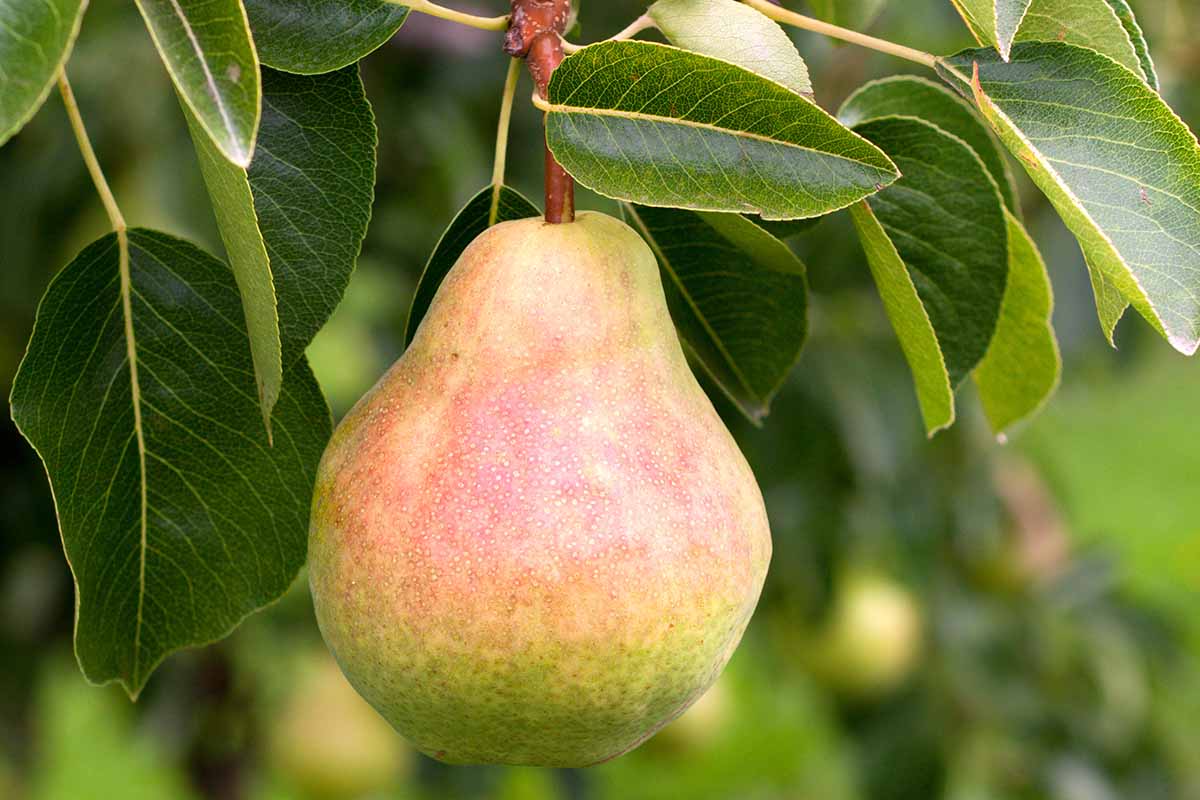 A close up horizontal image of a 'Bartlett' pear growing in the garden surrounded by foliage pictured on a soft focus background.