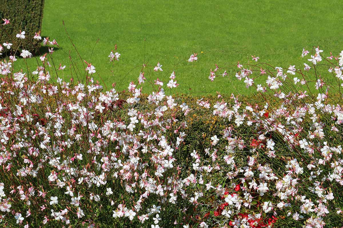 A horizontal image of gaura (beeblossom) growing in a garden border with a lawn in the background.
