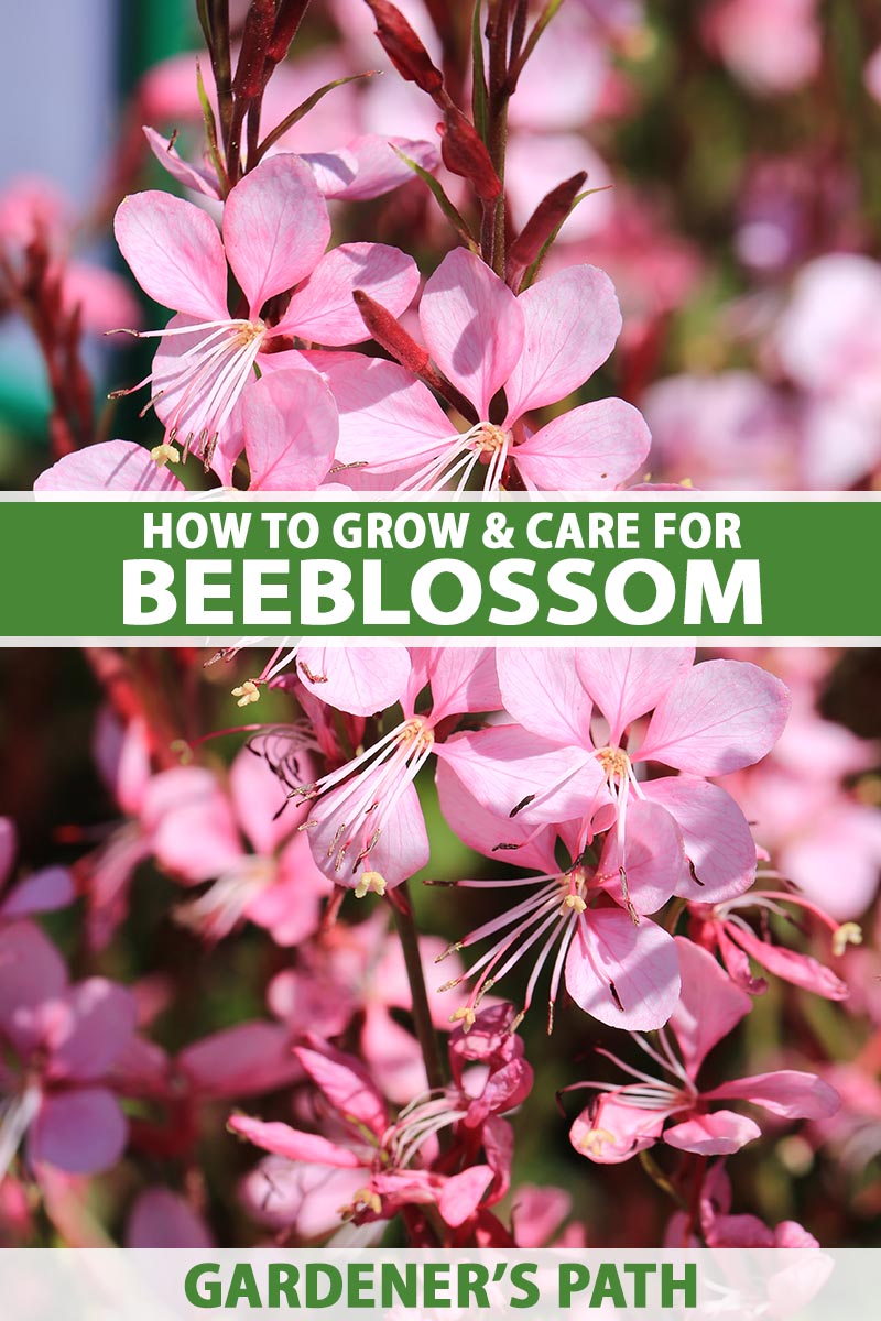 A close up vertical image of bright pink gaura (beeblossom) growing in the garden pictured in bright sunshine on a soft focus background. To the center and bottom of the frame is green and white printed text.