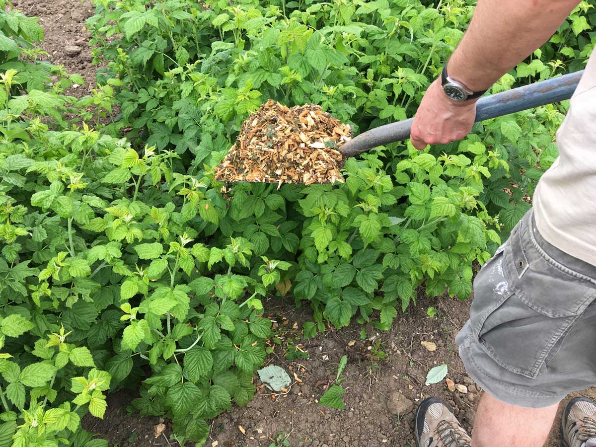 A man is holding a shovel full of light colored mulch that's being added to a patch of raspberry plants.