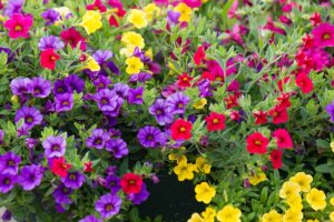 A close up horizontal image of red, purple, and yellow Calibrachoa (Million Bells) flowers growing in the garden.