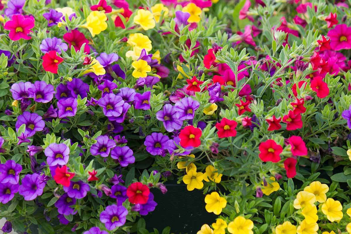 A close up horizontal image of red, purple, and yellow Calibrachoa (Million Bells) flowers growing in the garden.