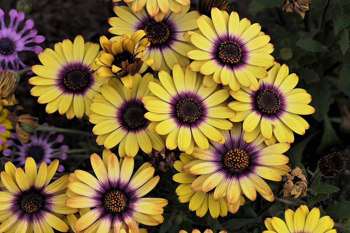 A close up horizontal image of yellow and purple Cape marigold (Dimorphotheca sinuata) flowers pictured on a soft focus background.