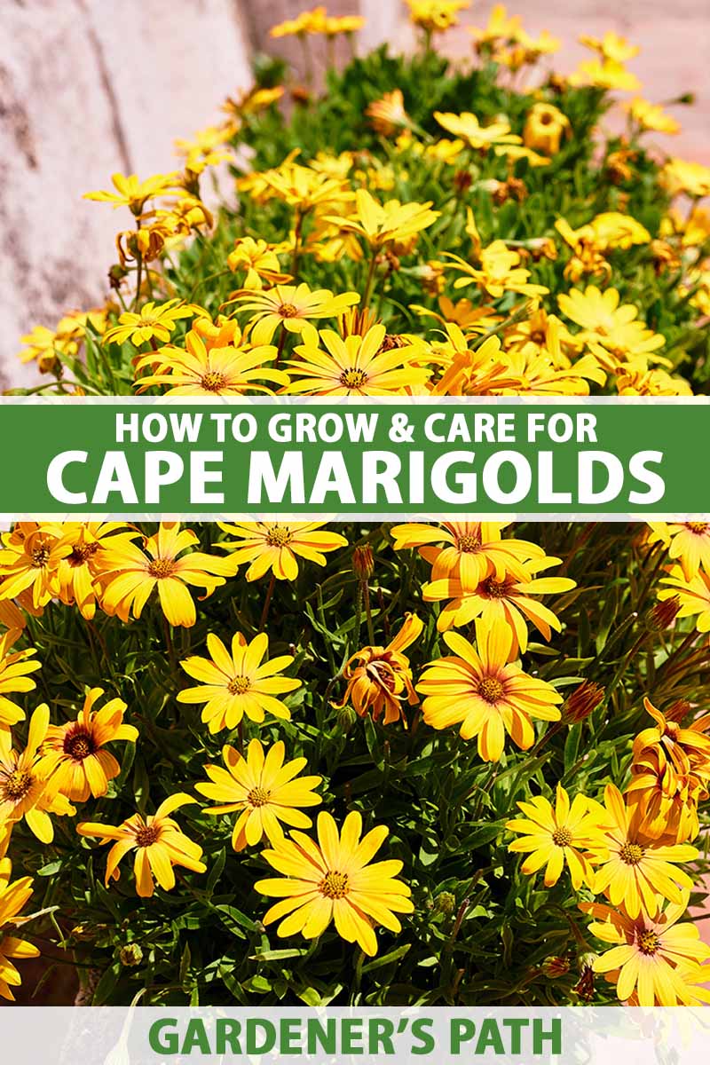 A vertical image of yellow Cape marigold (Dimorphotheca sinuata) flowers growing in a planter, pictured in bright sunshine. To the center and bottom of the frame is green and white printed text.