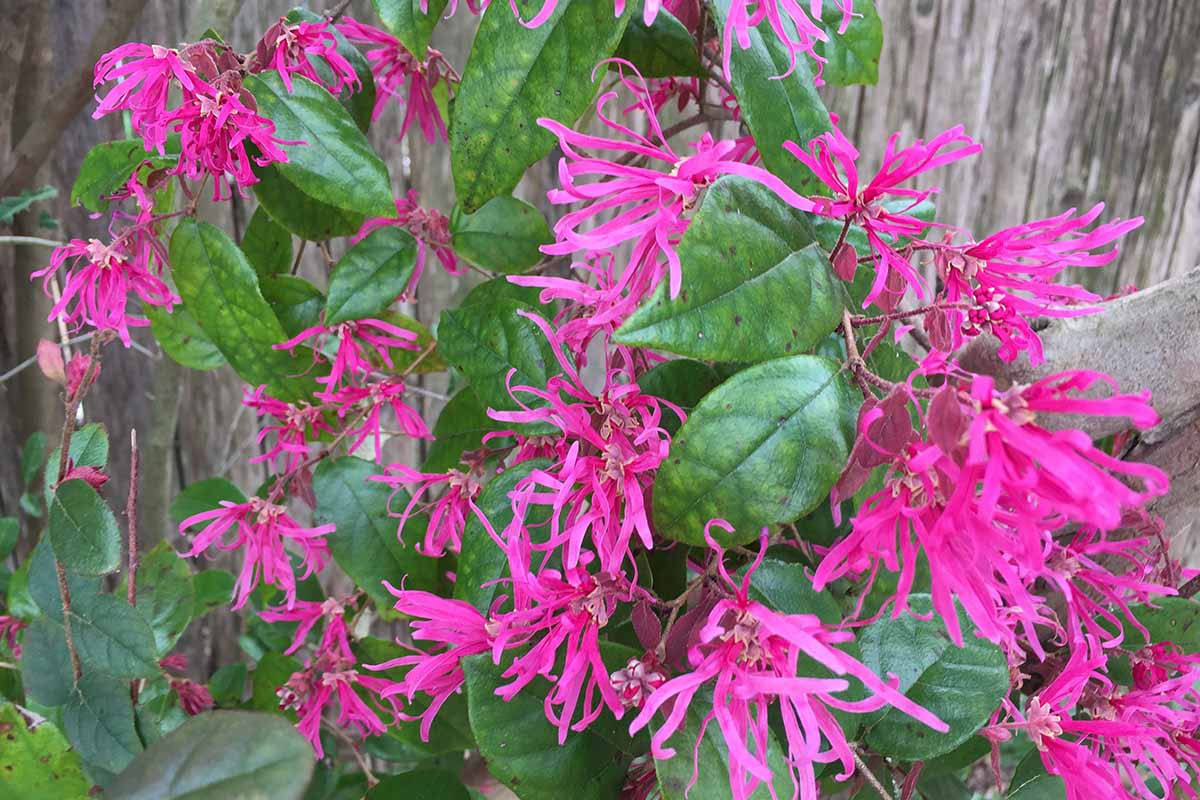 A close up horizontal image of bright pink Chinese fringe flowers (Loropetalum chinense) growing in front of a wooden fence.