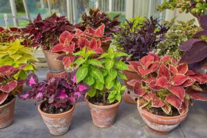 A close up horizontal image of different types of coleus plants growing in terra cotta pots on a patio.