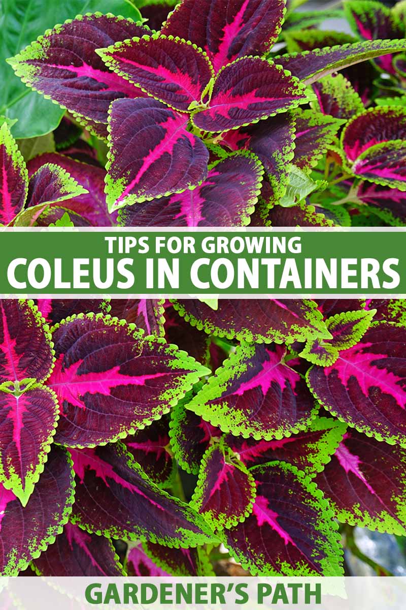 A close up vertical image of colorful coleus foliage growing in containers. To the center and bottom of the frame is green and white printed text.