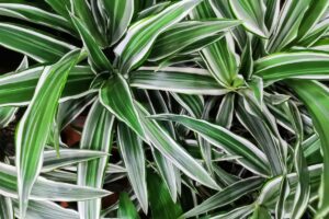 A close up horizontal image of the green and white variegated foliage of dracaena, a popular houseplant.