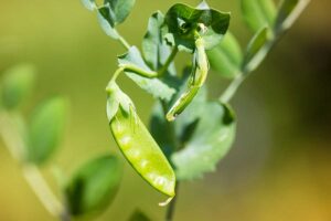A close up horizontal image of a single Pisum sativum 'Dwarf Grey' snow pea growing in the garden pictured on a soft focus background.