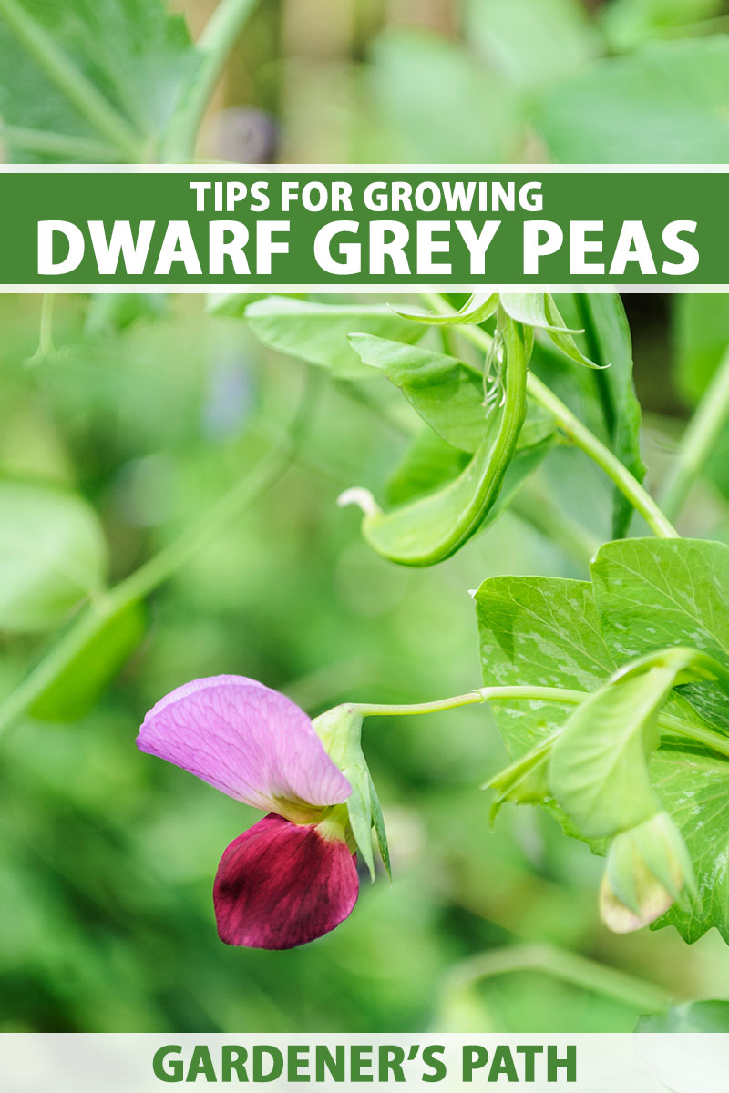 A close up vertical image of Pisum sativum 'Dwarf Grey' snow peas growing in the garden pictured on a soft focus background. To the top and bottom of the frame is green and white printed text.