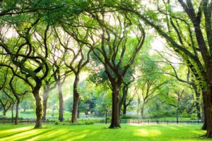 A horizontal image of elm trees growing in a park with sunlight through the canopy.
