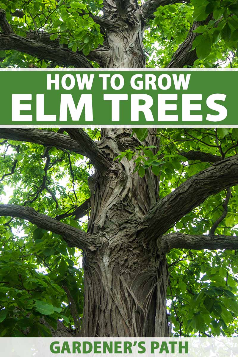 A close up vertical image of the trunk and foliage of a mature elm tree. To the top and bottom of the frame is green and white printed text.