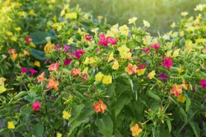 A close up horizontal image of colorful four o'clocks (Mirabilis jalapa) growing in the garden pictured on a soft focus background.
