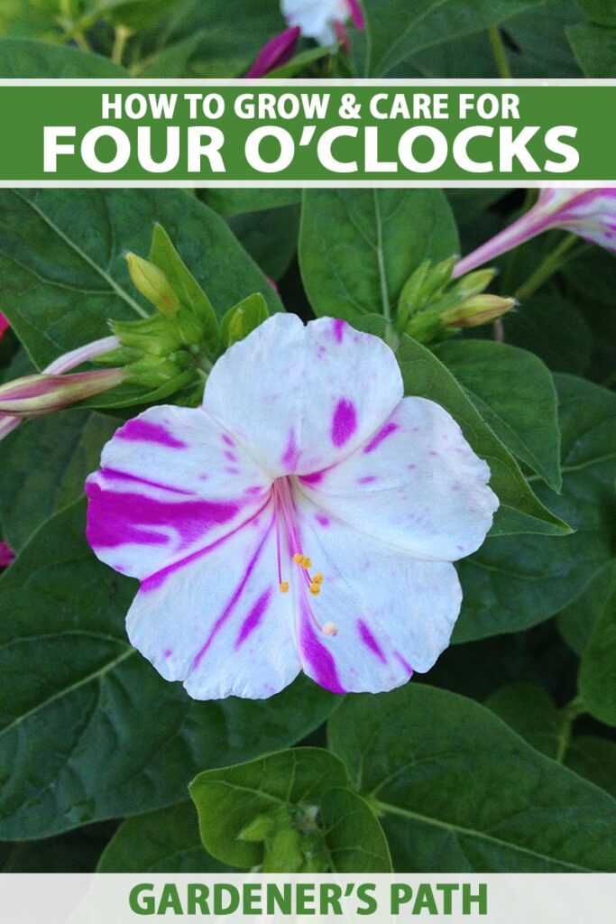 A close up vertical image of a single pink and white four o'clocks flower with foliage in soft focus in the background. To the top and bottom of the frame is green and white printed text.