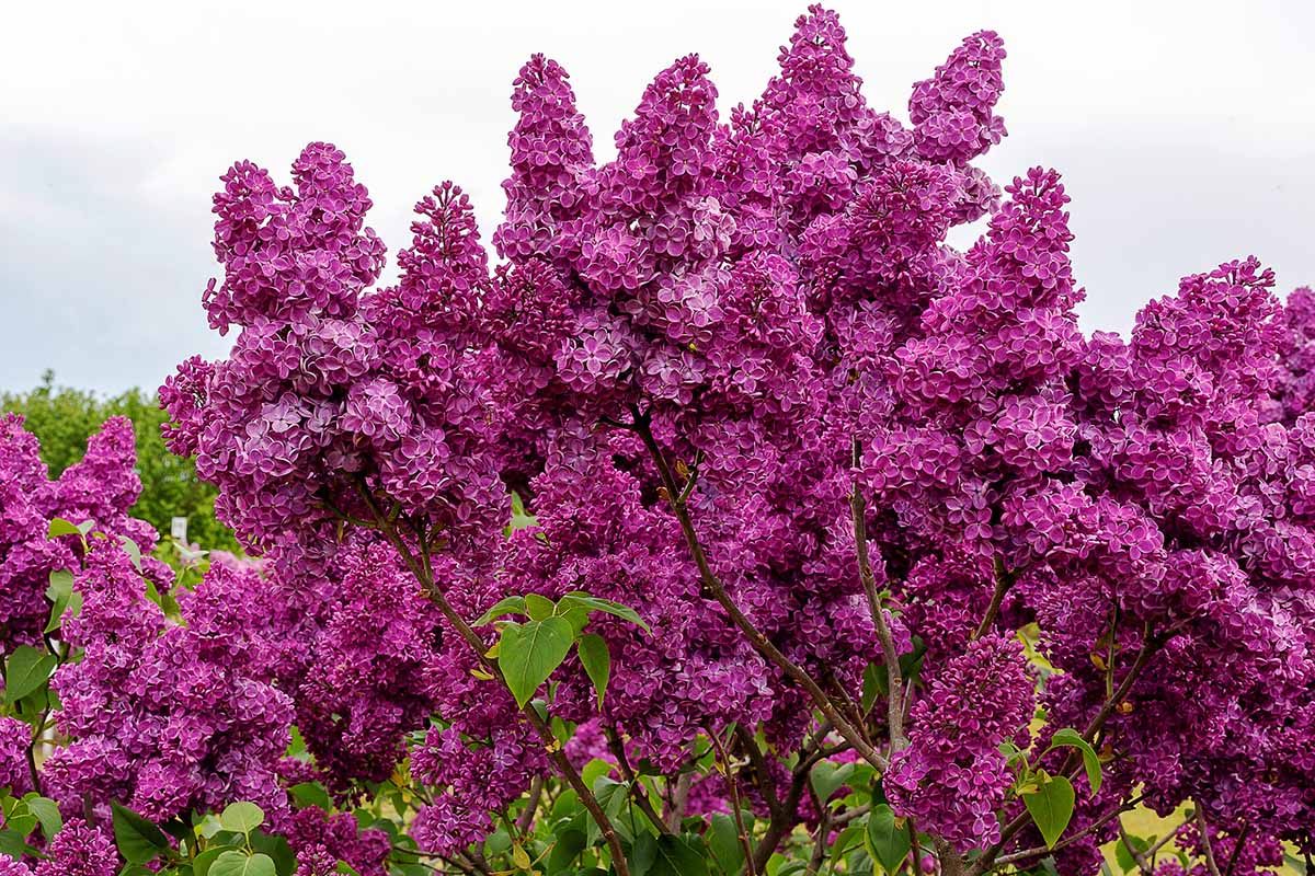 A close up horizontal image of deep pink lilacs growing in the garden pictured on a blue sky background.