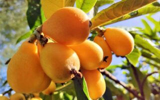 A close up horizontal image of ripe loquat fruits ready for harvest, pictured in bright sunshine with foliage and blue sky in the background.