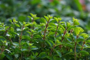 A close up of Origanum majorana growing in the garden, with light red stems contrasting with the deep green leaves, pictured on a soft focus background.