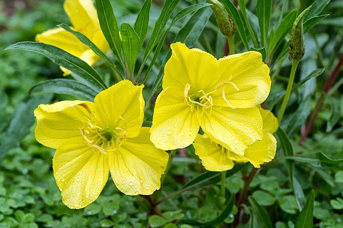 A close up horizontal image of yellow Missouri evening primrose (Oenothera macrocarpa) flowers with dew drops on the petals growing in the garden.