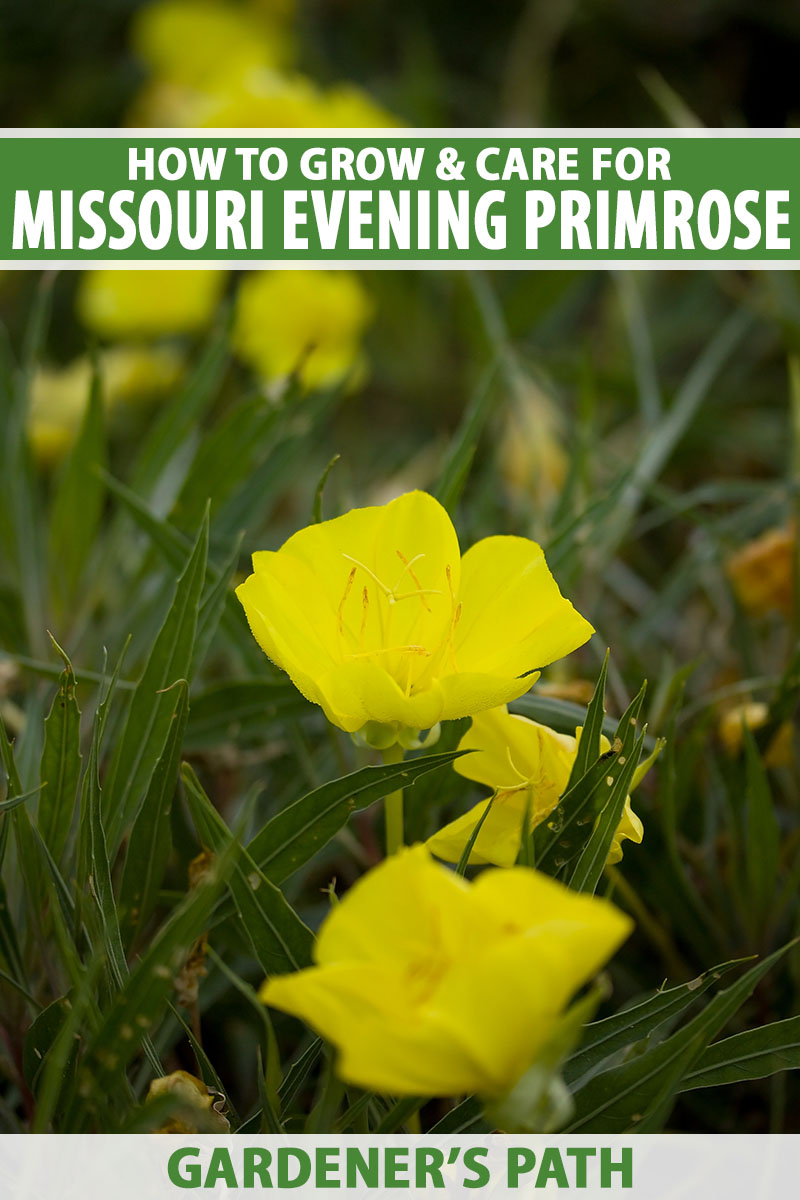 A close up vertical image of yellow Missouri evening primrose (Oenothera macrocarpa) growing in the garden pictured on a soft focus background. To the top and bottom of the frame is green and white printed text.