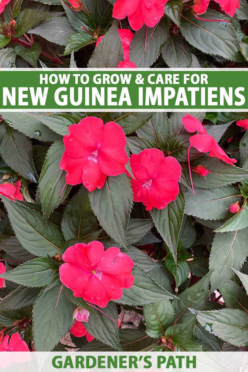 A close up vertical image of red New Guinea impatiens growing in the garden. To the top and bottom of the frame is green and white printed text.