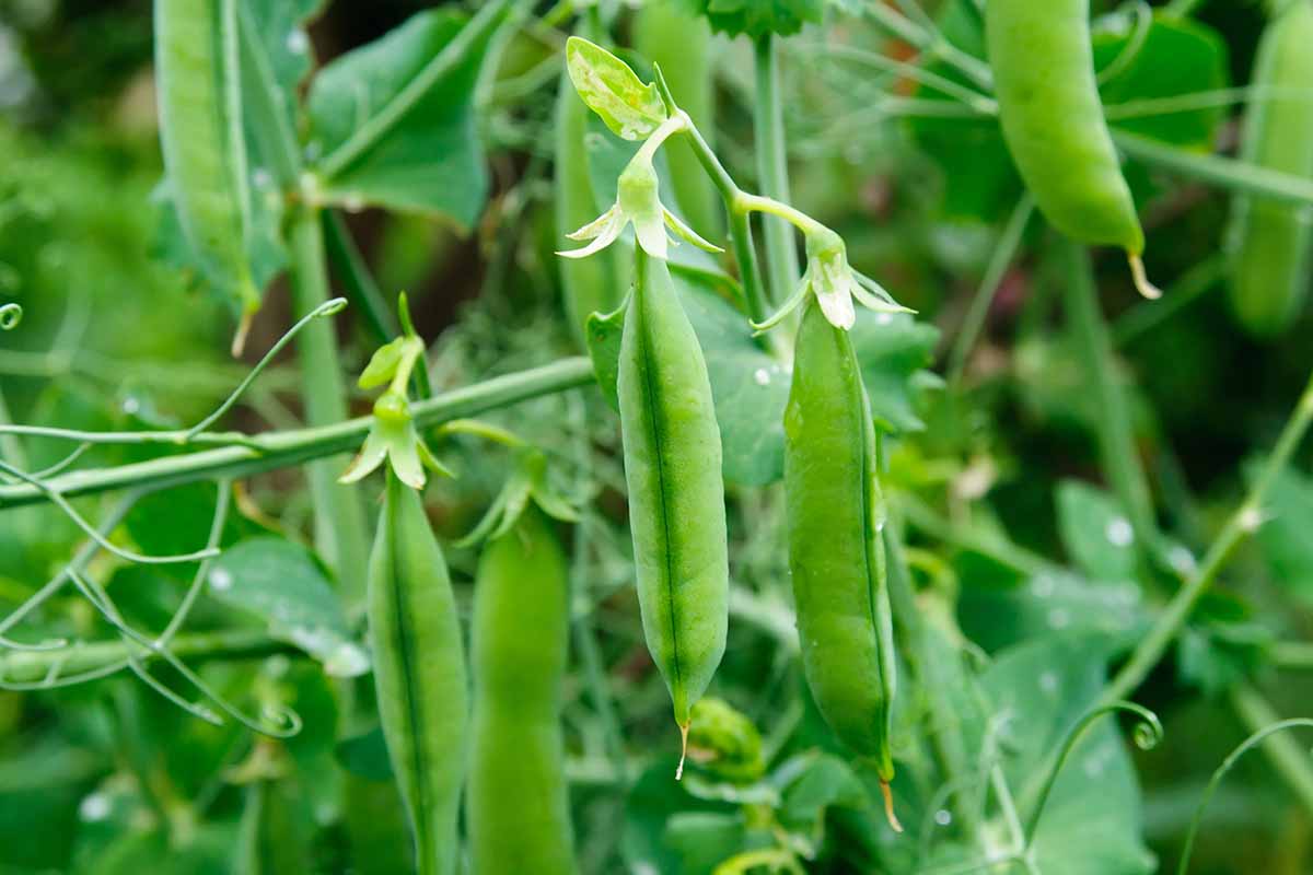 A close up horizontal image of pea pods growing in the garden, ready for harvest, fading to soft focus in the background.