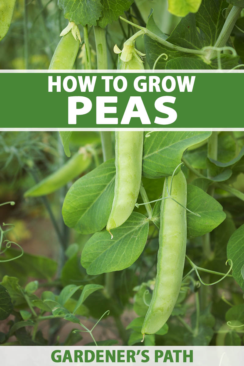 A close up vertical image of pea pods growing in the garden. To the top and bottom of the frame is green and white printed text.