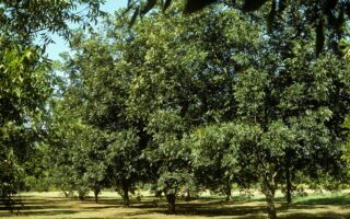 A horizontal image of rows of pecan trees in an orchard with blue sky in the background.