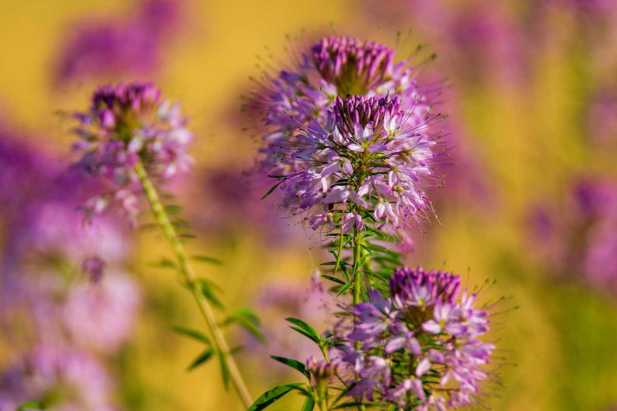 A close up horizontal image of the pink and purple flowers of Cleomella serrulata, known as the rocky mountain bee plant, pictured on a soft focus background.