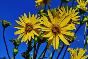 A close up horizontal image of yellow rosinweed (Silphium) flowers pictured in bright sunshine on a blue sky background.