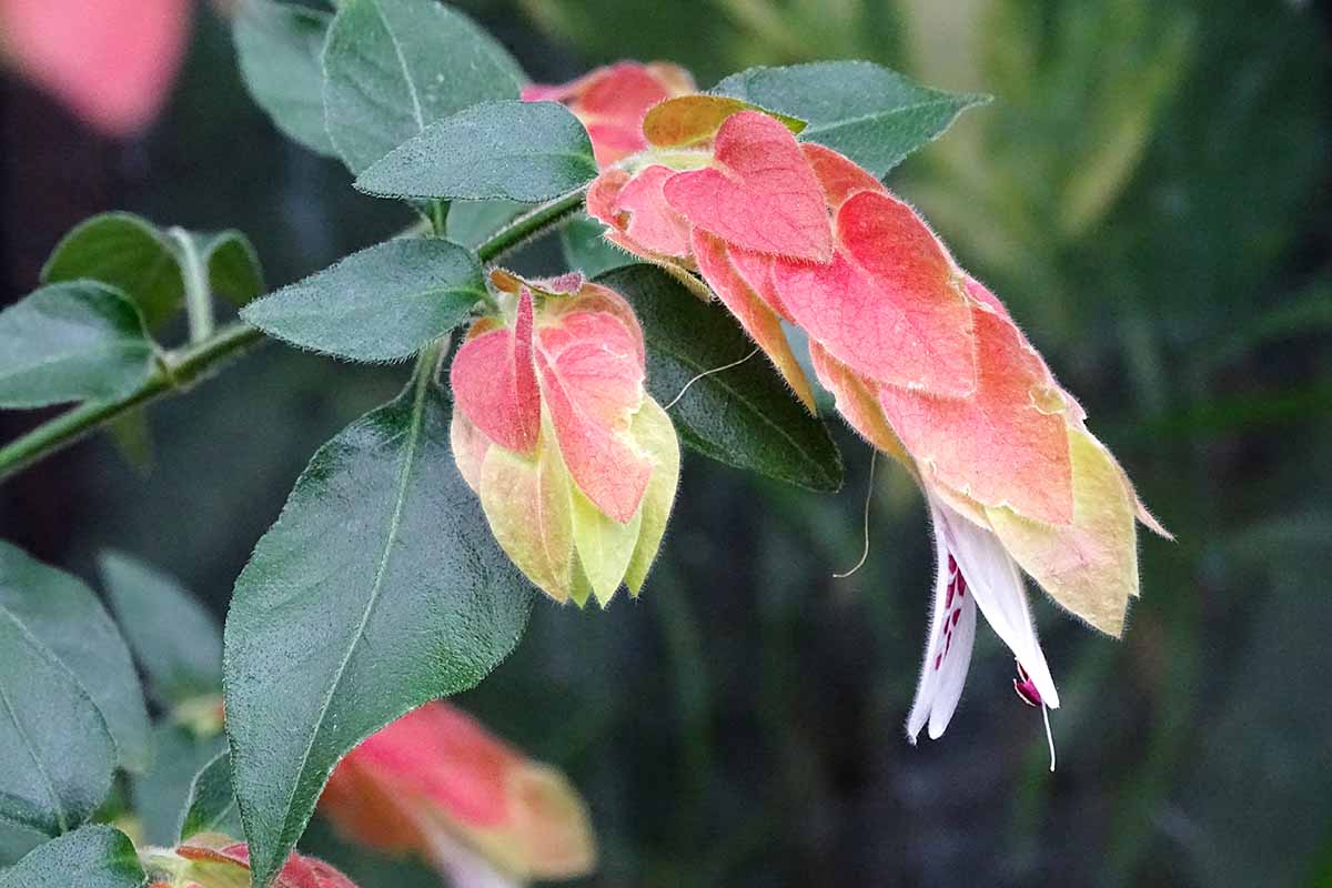 A close up horizontal image of a shrimp plant (Justicia brandegeana) growing in the garden pictured on a soft focus background.
