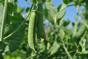 A close up horizontal image of snap peas (Pisum sativum var. macrocarpon) growing in the garden pictured in light sunshine on a soft focus background.