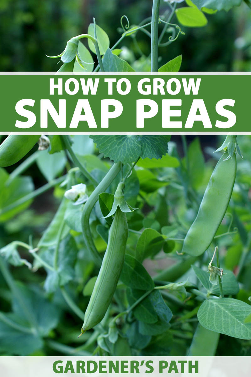 A close up vertical image of snap peas growing in the garden pictured on a soft focus background. To the top and bottom of the frame is green and white printed text.