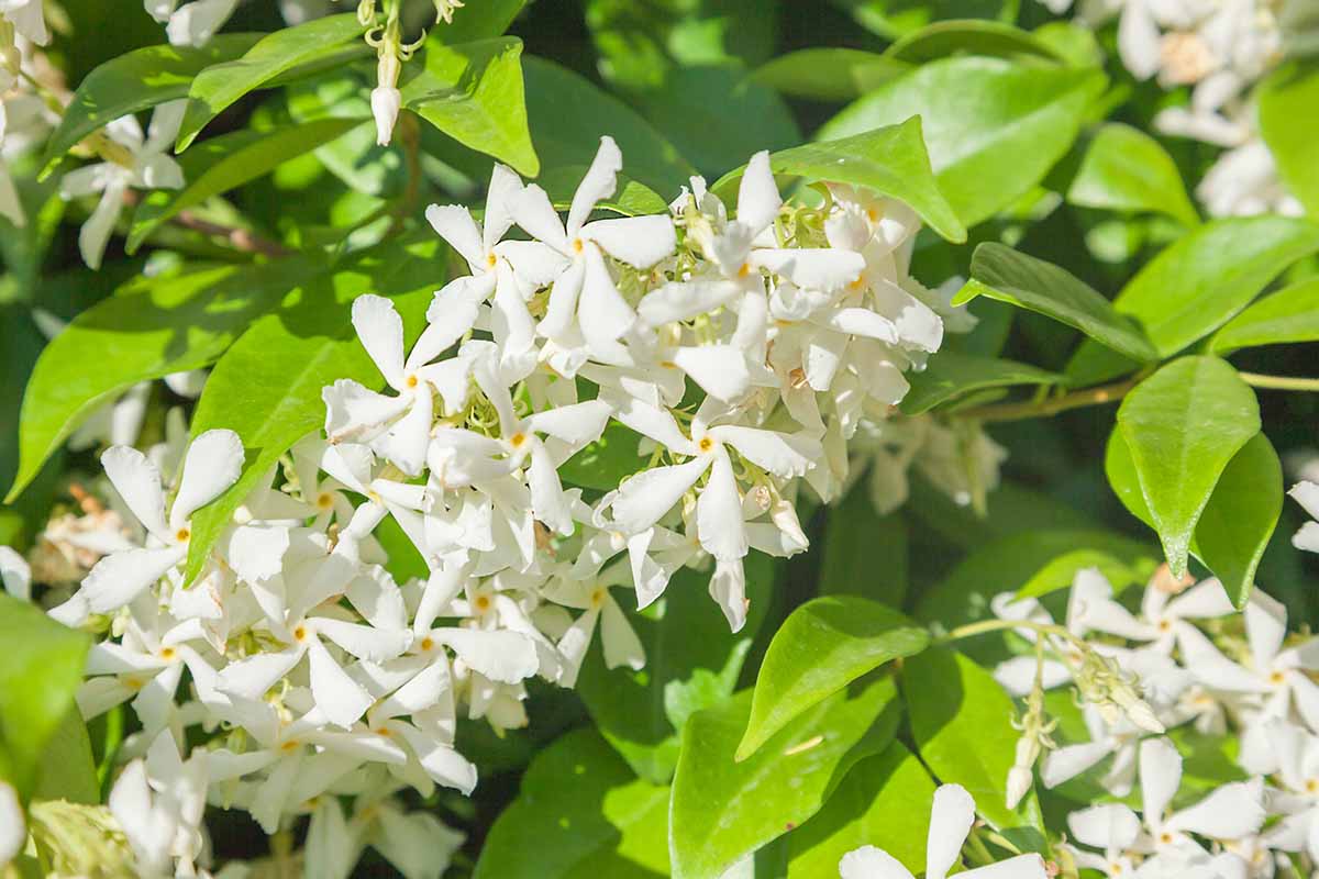 A close up horizontal image of the flowers and foliage of star jasmine (Trachelospermum jasminoides) growing as a ground cover in the garden, pictured in light sunshine.