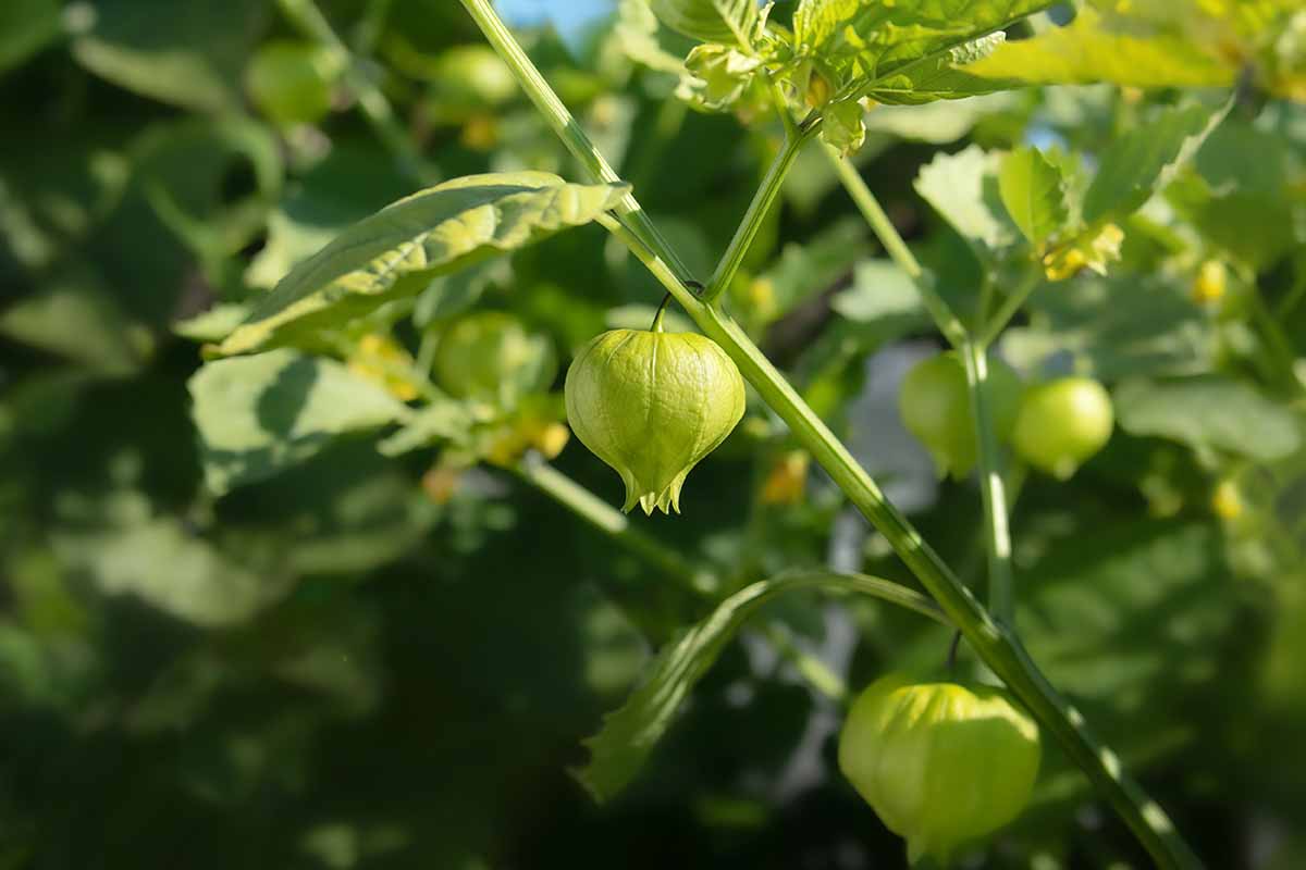 A close up horizontal image of ripe tomatillos growing in the garden pictured in light sunshine on a soft focus background.