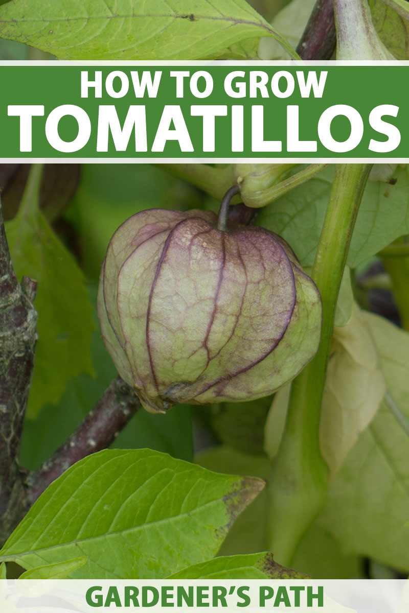 A close up vertical image of a ripe tomatillo growing in the garden, surrounded by foliage. To the top and bottom of the frame is green and white printed text.