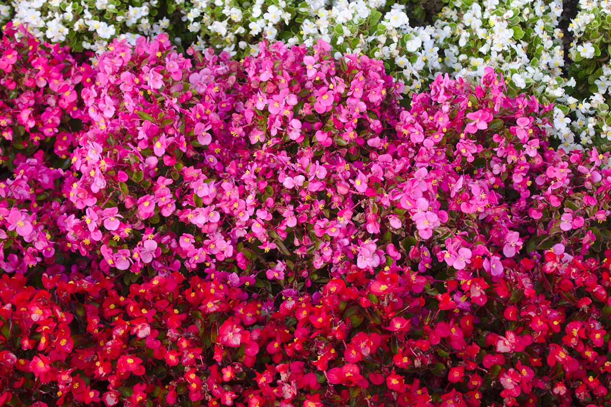 A close up horizontal image of pink, red, and white wax begonias growing en masse in the garden.