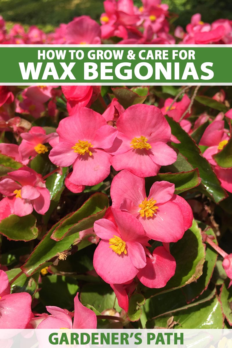 A close up vertical image of light red wax begonias growing in the garden pictured in bright sunshine and fading to soft focus in the background. To the top and bottom of the frame is green and white printed text.