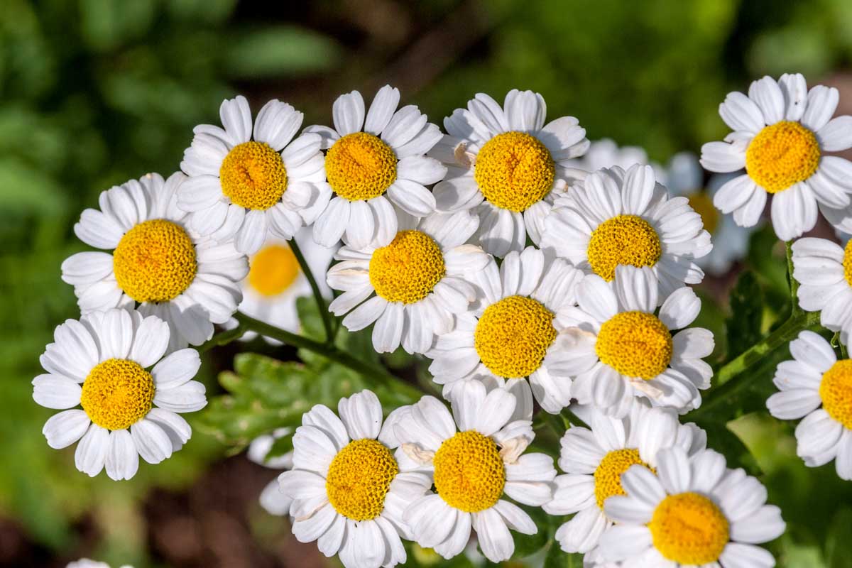 A close up of white feverfew flowers with their contrasting yellow centers on a soft focus dark background.