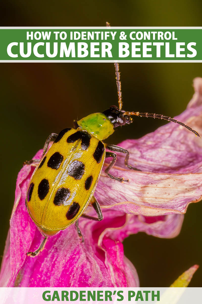 A close up vertical image of a yellow and black spotted cucumber beetle on a pink flower, pictured on a dark background. To the top and bottom of the frame is green and white printed text.