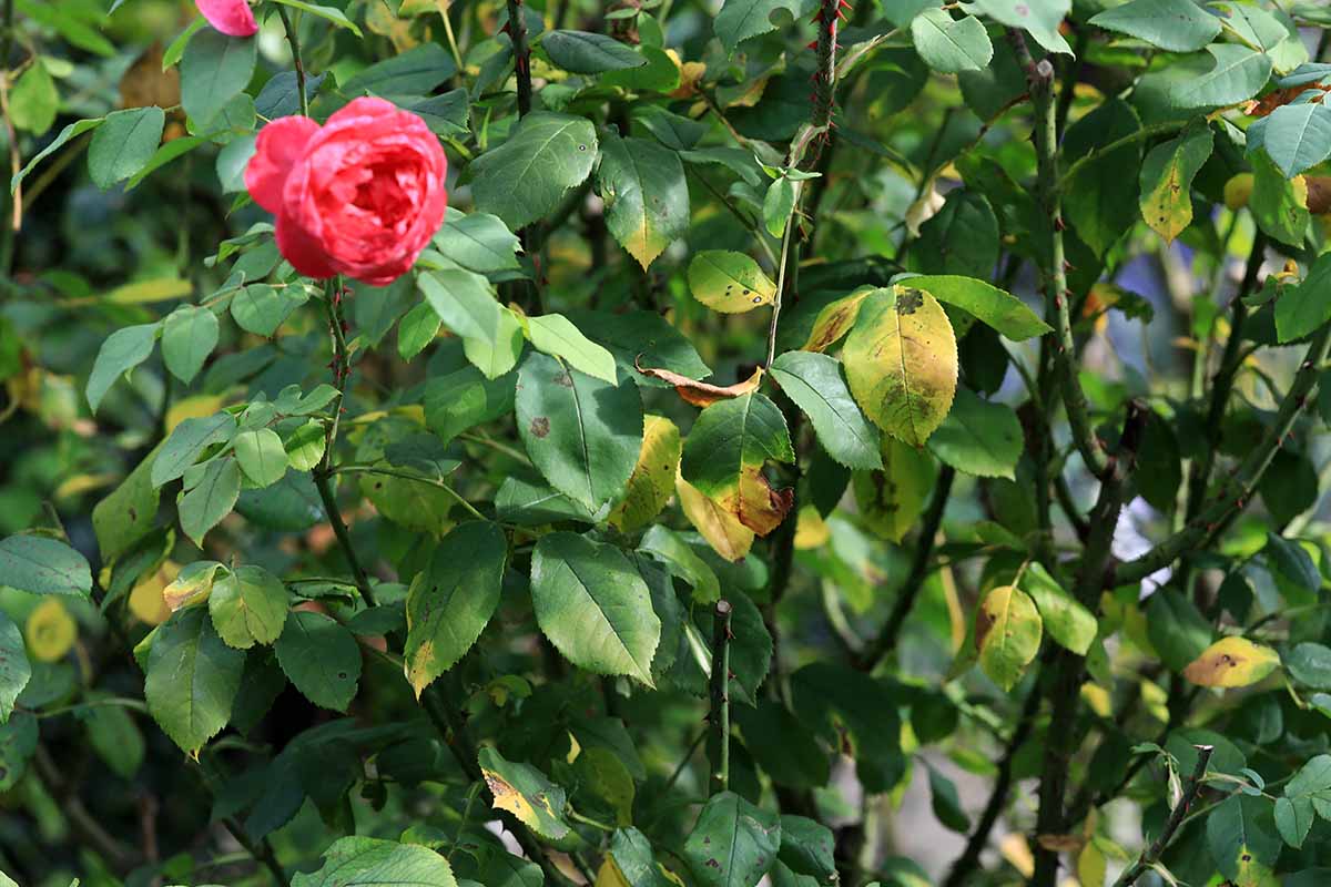 A close up horizontal image of rose shrubs suffering from a disease called black spot that affects the foliage.