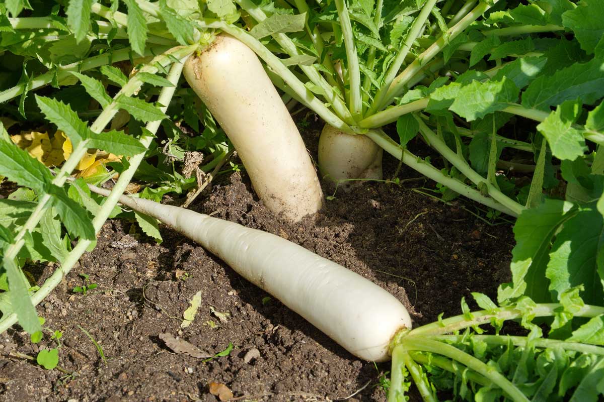 Daikon radish lying on dry soil, with it's leaf tops attached. In the background, more tubers poking out of the soil, ready for harvesting, in bright sunshine.