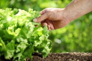 A horizontal image of a hand gripping a lettuce leaf outdoors.