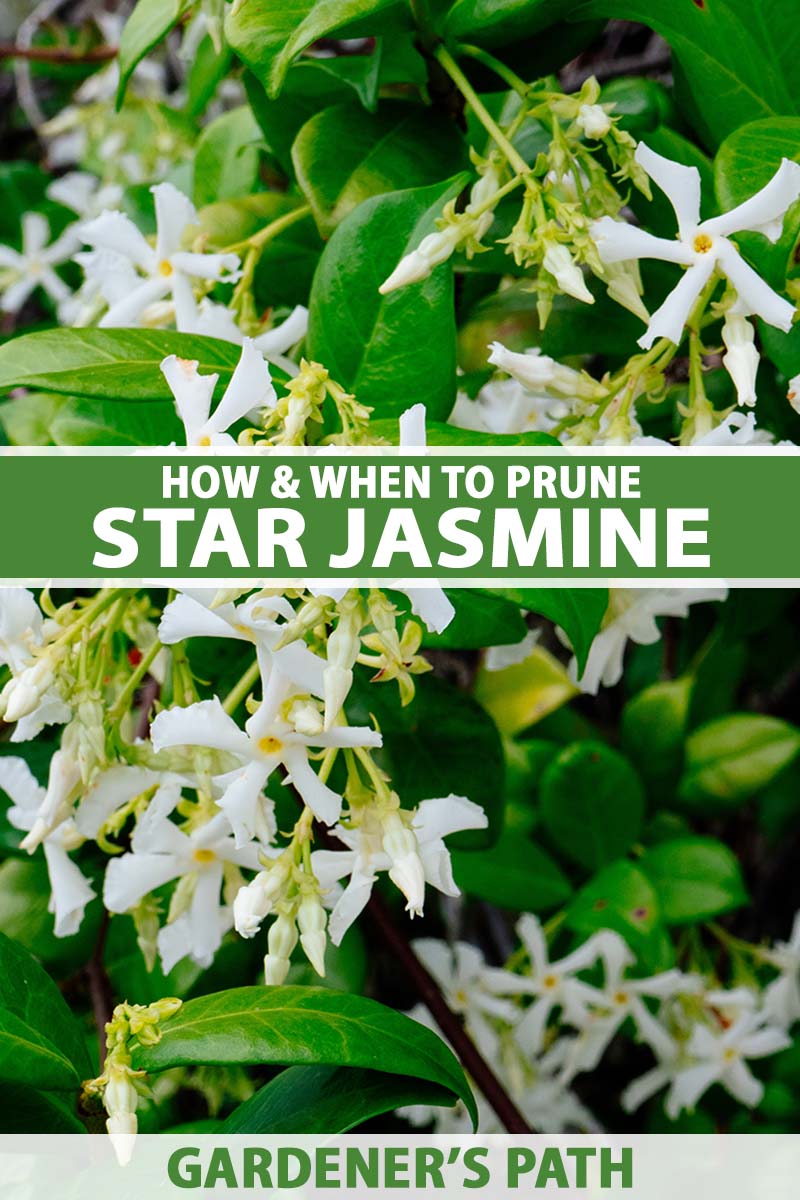 A close up vertical image of star jasmine flowers and foliage growing in the garden. To the center and bottom of the frame is green and white printed text.