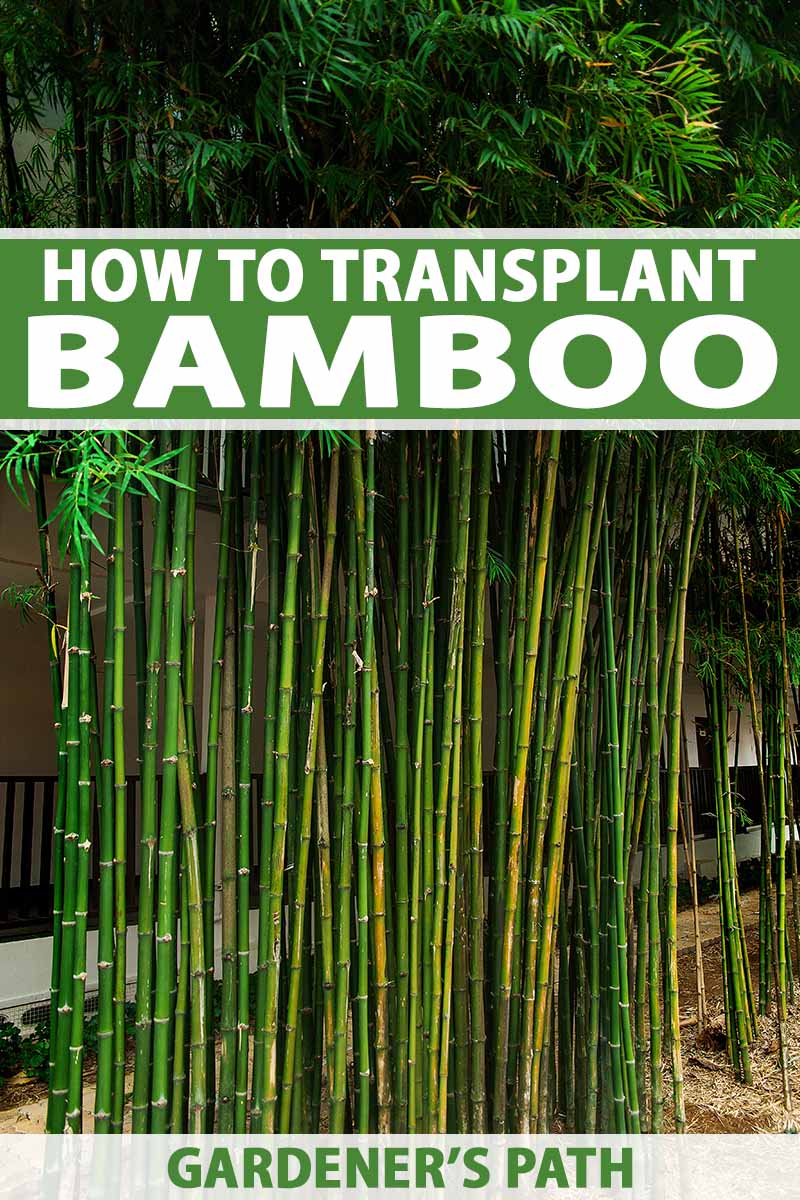 A close up vertical image of a clump of bamboo growing outside a residence. To the top and bottom of the frame is green and white printed text.