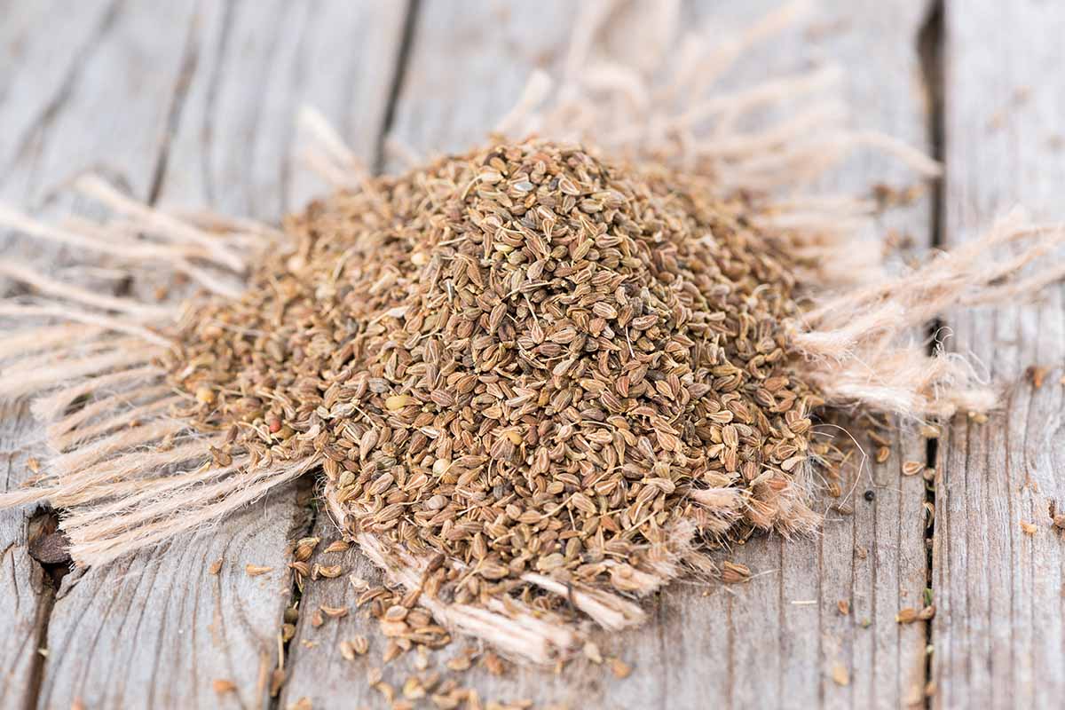 A close up horizontal image of a pile of anise (Pimpinella anisum) seeds on a wooden surface.