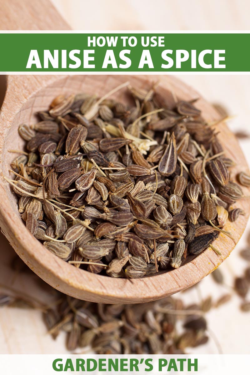 A close up vertical image of a wooden spoon filled with anise (Pimpinella anisum) seeds set on a wooden surface. To the top and bottom of the frame is green and white printed text.