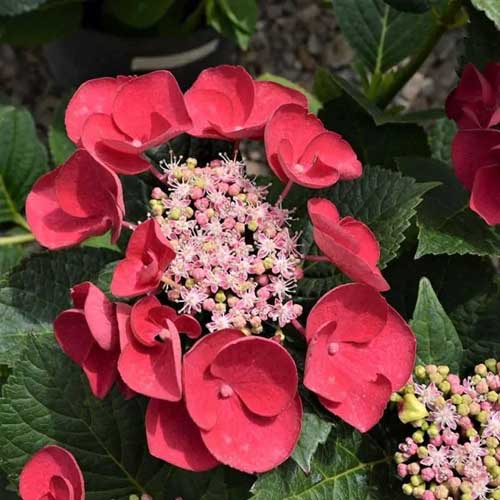 Close up of Hydrangea macrophylla ‘Cherry Explosion’ in bloom with red petals.