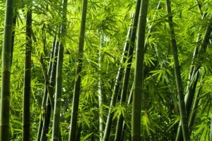 A close up horizontal image of bamboo growing in the garden.