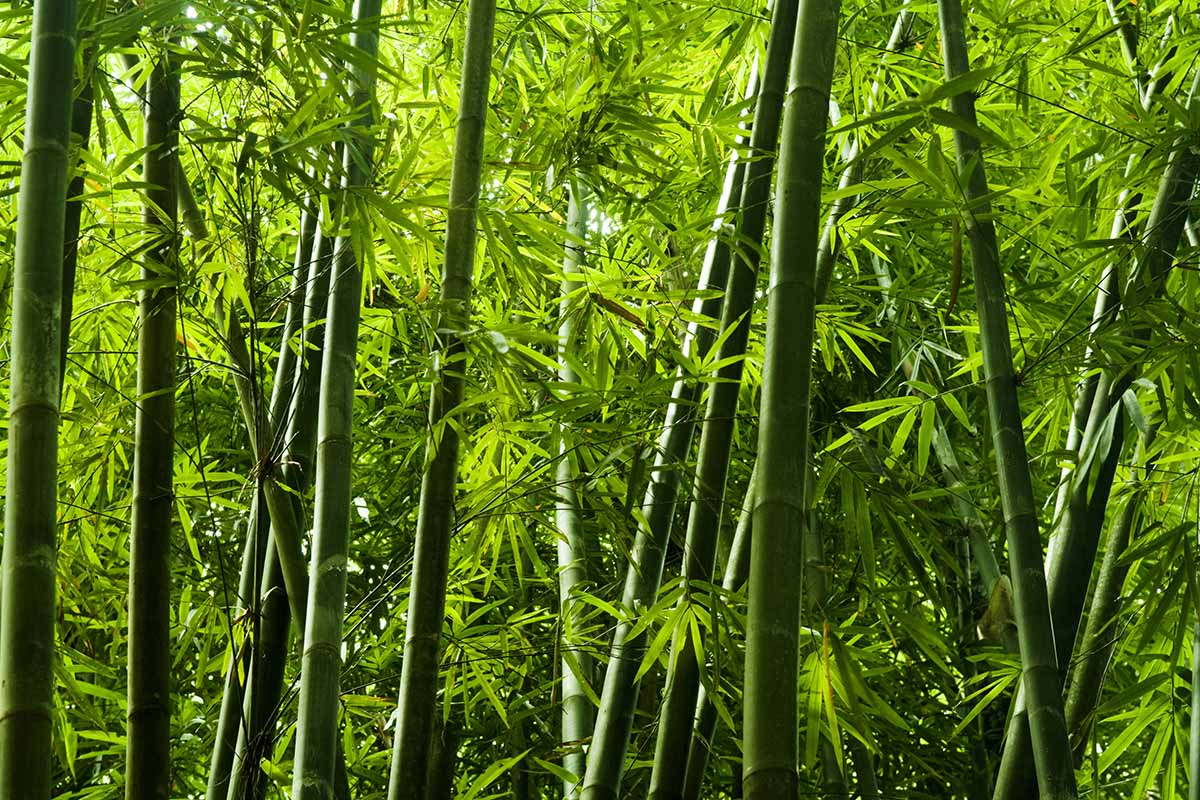 A close up horizontal image of bamboo growing in the garden.