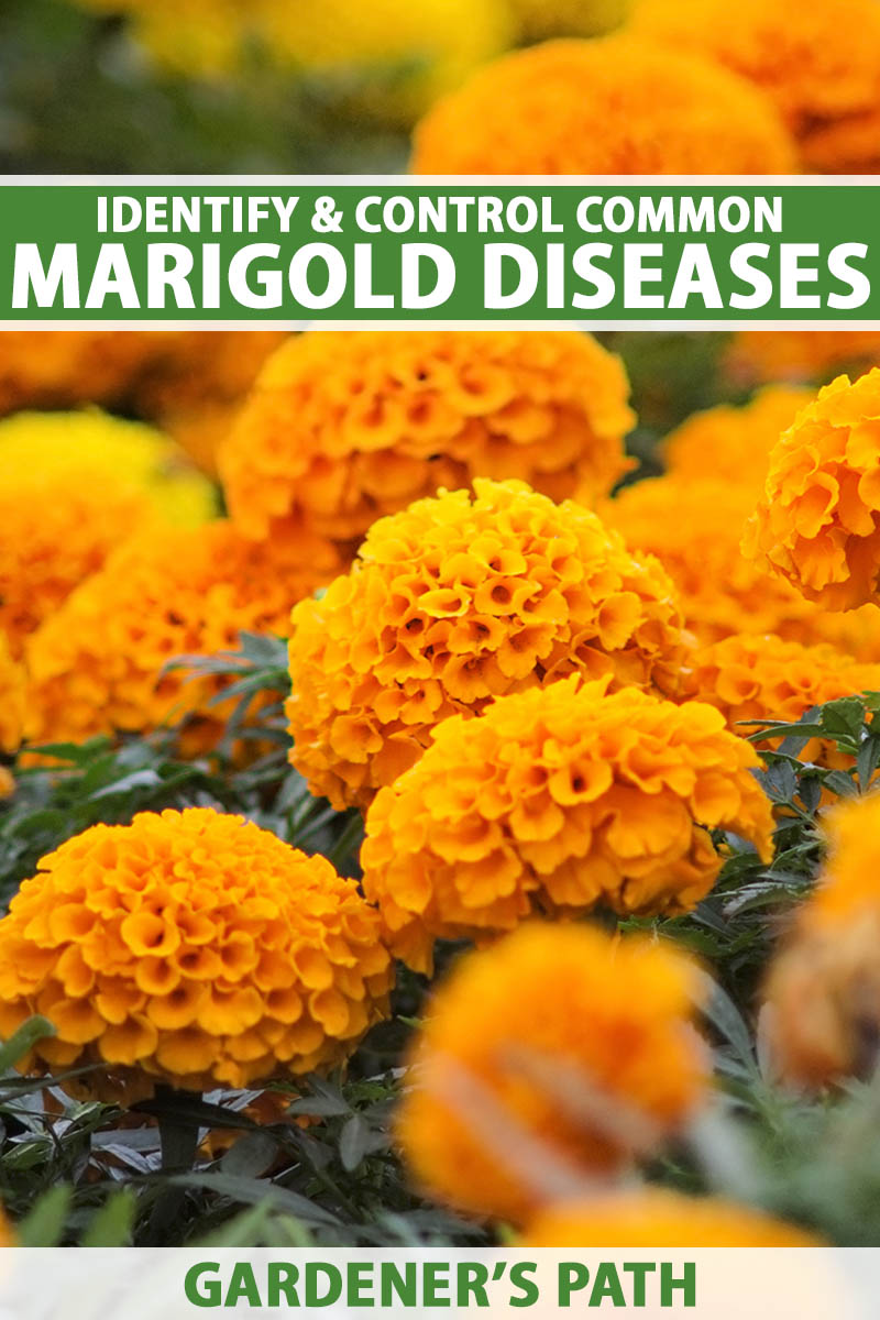 A close up vertical image of orange African marigolds growing en masse in the garden pictured on a soft focus background. To the top and bottom of the frame is green and white printed text.